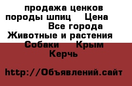 продажа ценков породы шпиц  › Цена ­ 35 000 - Все города Животные и растения » Собаки   . Крым,Керчь